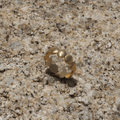 HARMONIA Shell Ring - Charcol Accessories